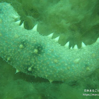アオナマコ（成体）の写真