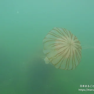 アカクラゲ（成体）の写真