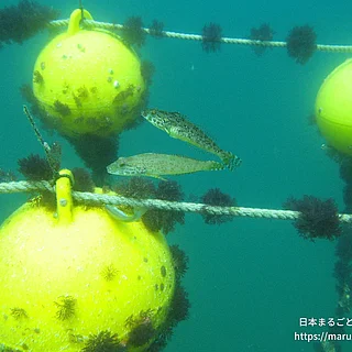 カジカ科の写真
