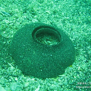 ツメタガイ（卵）の写真