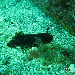 クロシタナシウミウシの写真