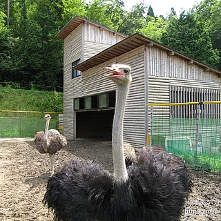ダチョウの写真