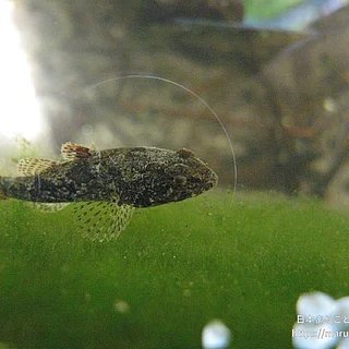 ドンコ科の写真