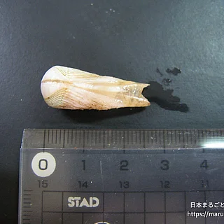 カモメガイモドキの写真