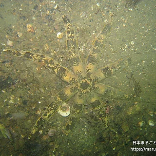 ヤツデスナヒトデ（成体）の写真