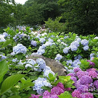 アジサイ（花）の写真