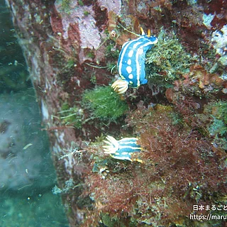 アオウミウシ（成体）の写真