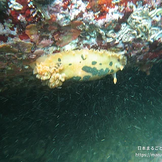 クロシタナシウミウシ（成体）の写真