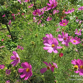オオハルシャギク（花）の写真