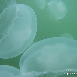 ミズクラゲ（成体）の写真