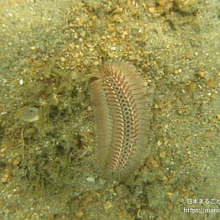 ウミケムシ科（成体）の写真