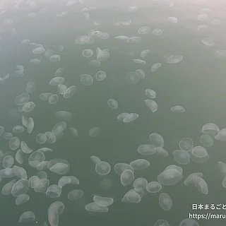 ミズクラゲ（成体）の写真