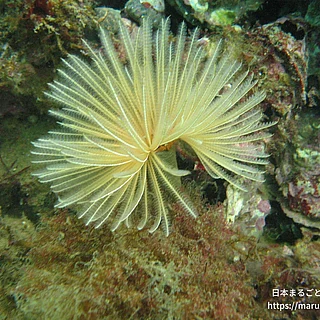 ケヤリムシ科（成体）の写真