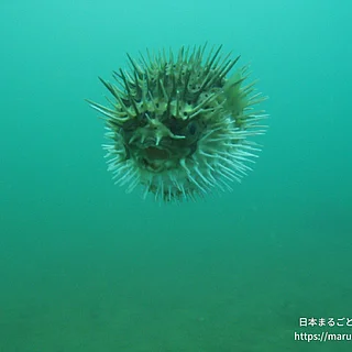 ハリセンボン（成体）の写真
