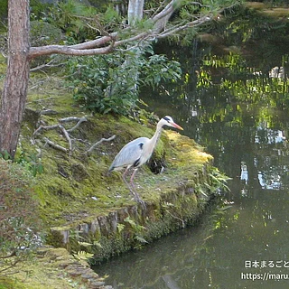 アオサギ（成体）の写真