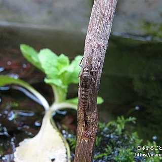 マエグロヒメフタオカゲロウの写真
