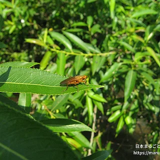 キバネフンバエ（成体）の写真