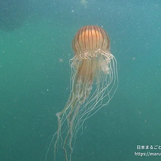 アカクラゲ（成体）の写真