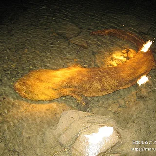 オオサンショウウオ（成体）の写真