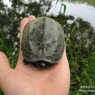クサガメの写真