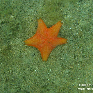 イトマキヒトデ（成体）の写真