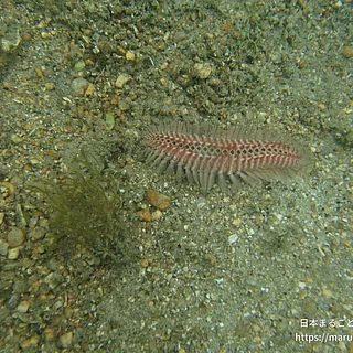 ウミケムシ科の写真