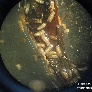 キクイムシ属の写真