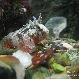 ハオコゼの写真