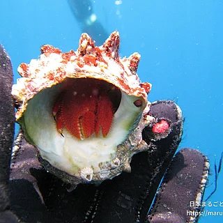 ベニホンヤドカリの写真