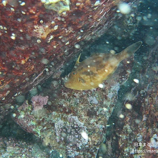 ウマヅラハギの写真