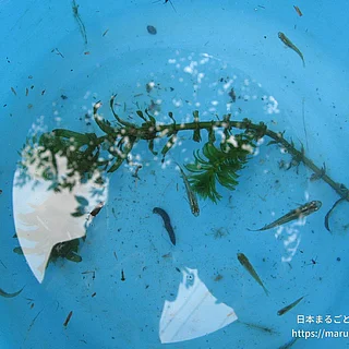 ミナミメダカの写真