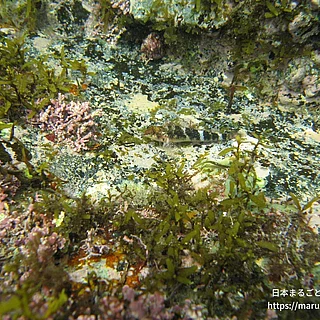 ヘビギンポの写真