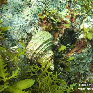 サザエの写真
