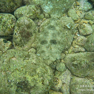 ヒラメの写真