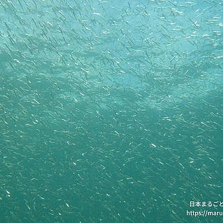 カタクチイワシの写真