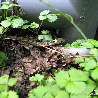 ヤマカガシの写真