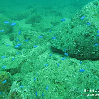 ソラスズメダイの写真