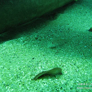 サビハゼの写真