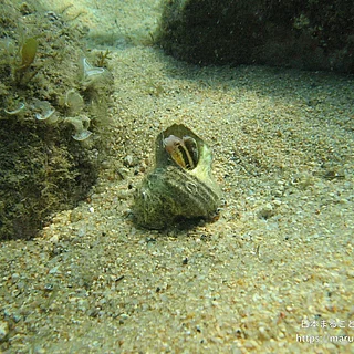 ニジギンポの写真