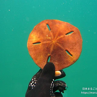 スカシカシパンの写真