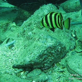 イシダイの写真