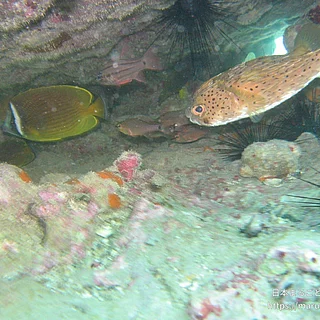 ハリセンボンの写真