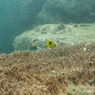 トノサマダイの写真