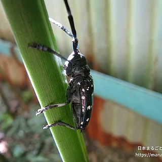 ゴマダラカミキリの写真