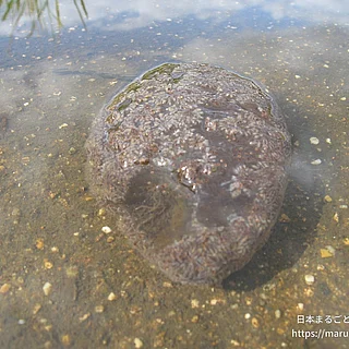 オオマリコケムシの写真