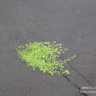 イケノミズハコベの写真