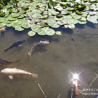 ニシキゴイの写真