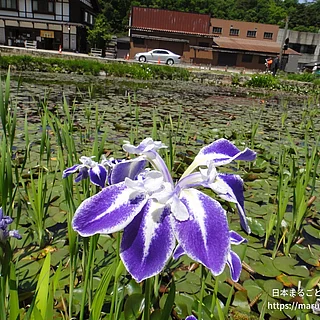 ハナショウブの写真