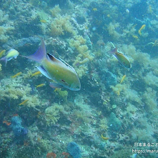 キンギョハナダイの写真