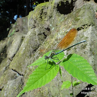 アサヒナカワトンボ（成体）の写真